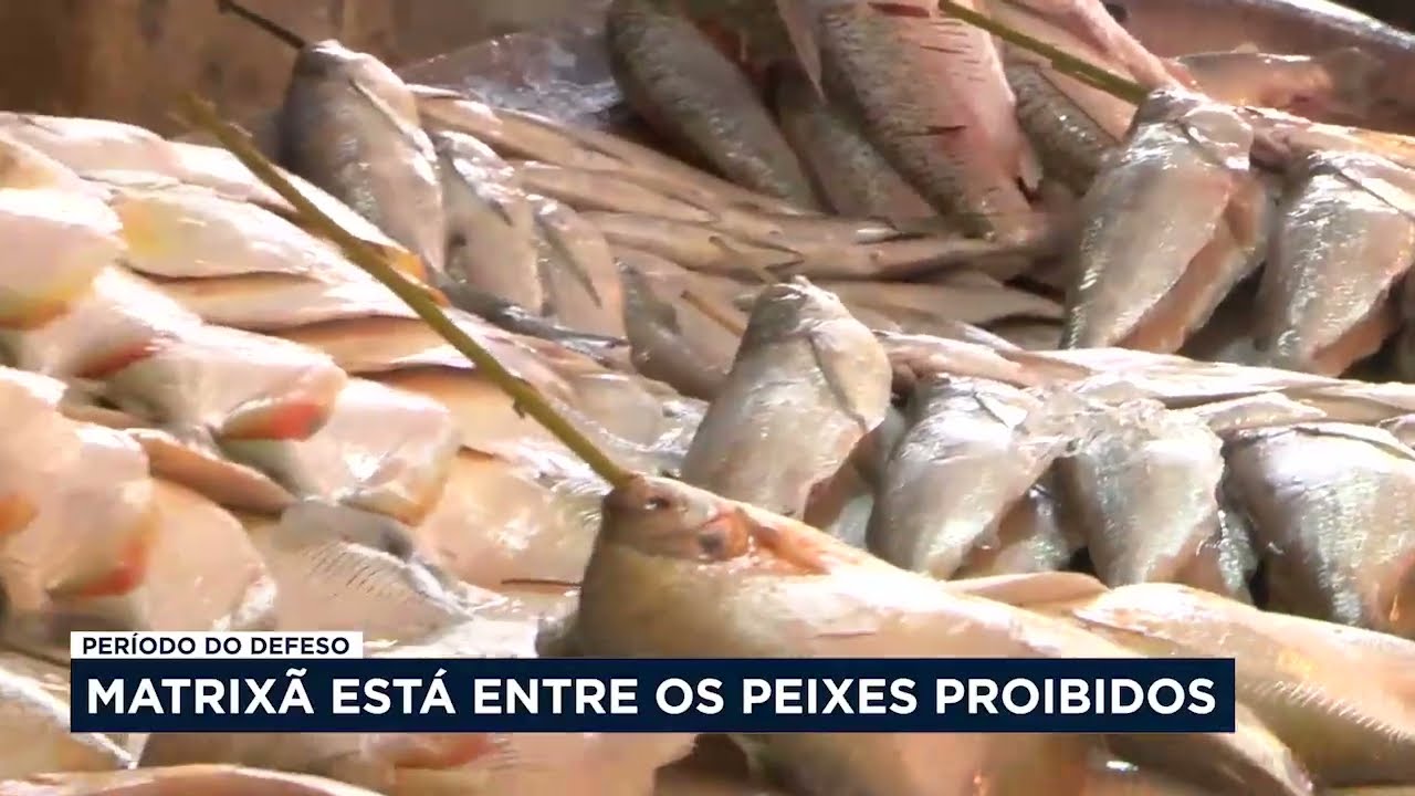In&iacute;cio do per&iacute;odo do defeso com proibi&ccedil;&atilde;o de pesca para 8 tipos de peixes no Amazonas