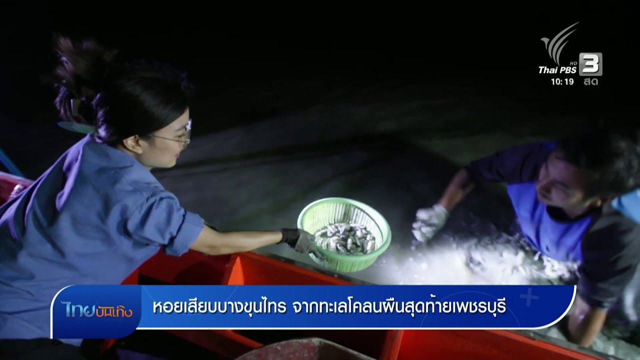 อิ่มมนต์รส : หอยเสียบบางขุนไทร จากทะเลโคลนผืนสุดท้ายเพชรบุรี