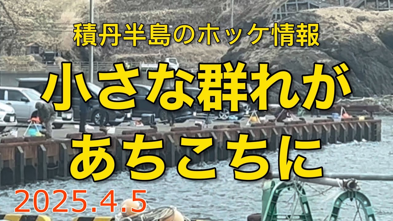 積丹半島のホッケ情報【2025.4.4】