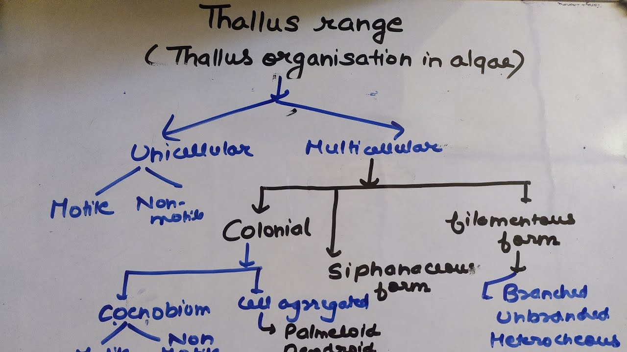 Thallus organization in algae ||msc||
