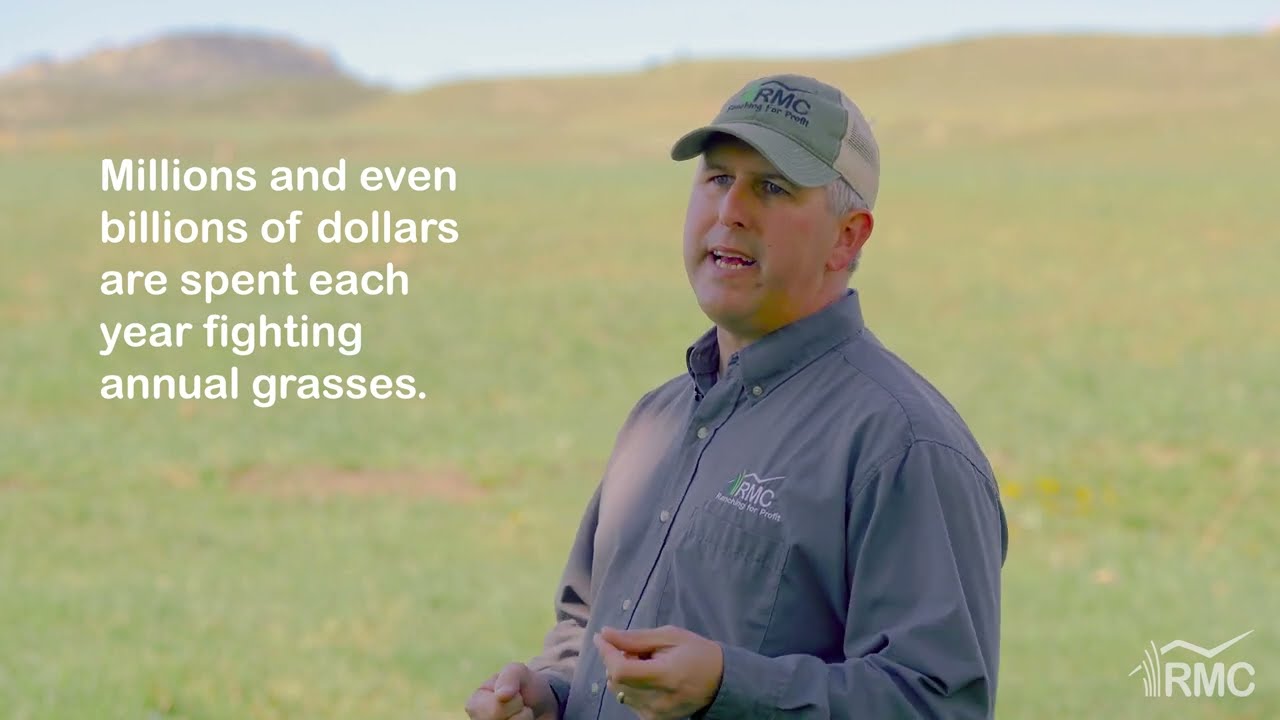 How to Get Rid of Cheatgrass