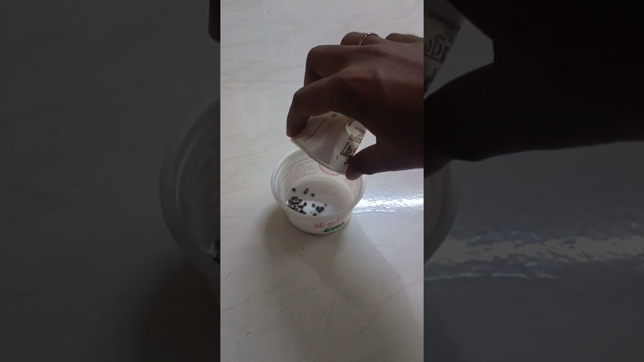 Growing Marijuana from seeds to plant | Shorts | Indian version