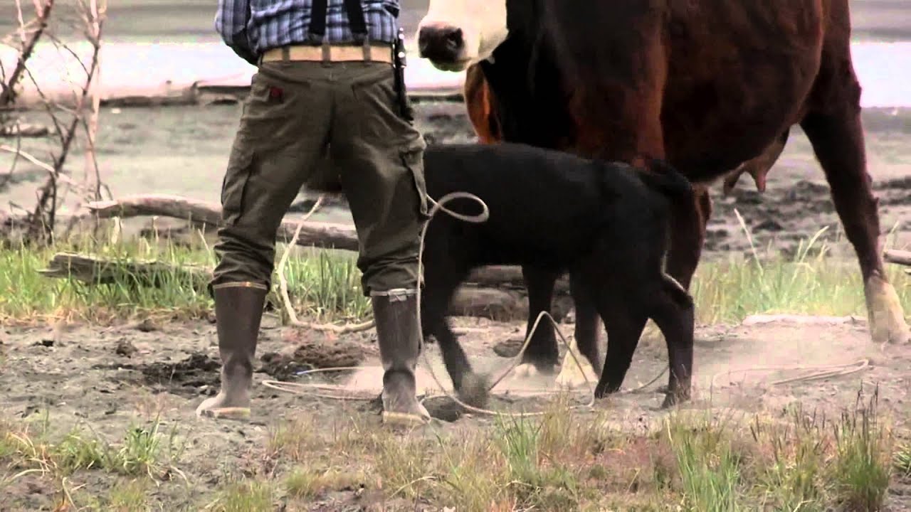 Znakowanie bydła - Ekstremalna Alaska - Discovery Channel