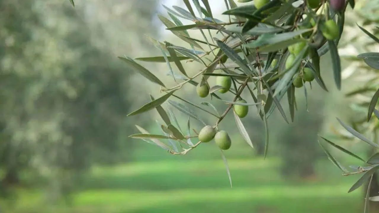 ZEYTİNDE TOPRAK İŞLEME