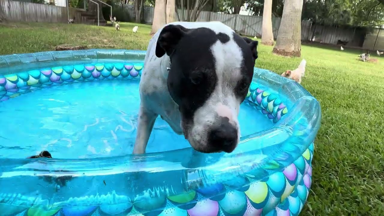 August 7, 2025 - pit bull Mako the shark and duckling in baby pool