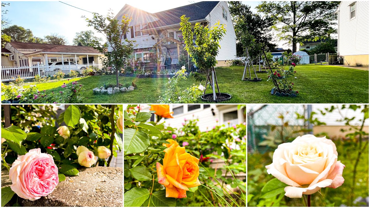 First Blooms of Roses in the Garden