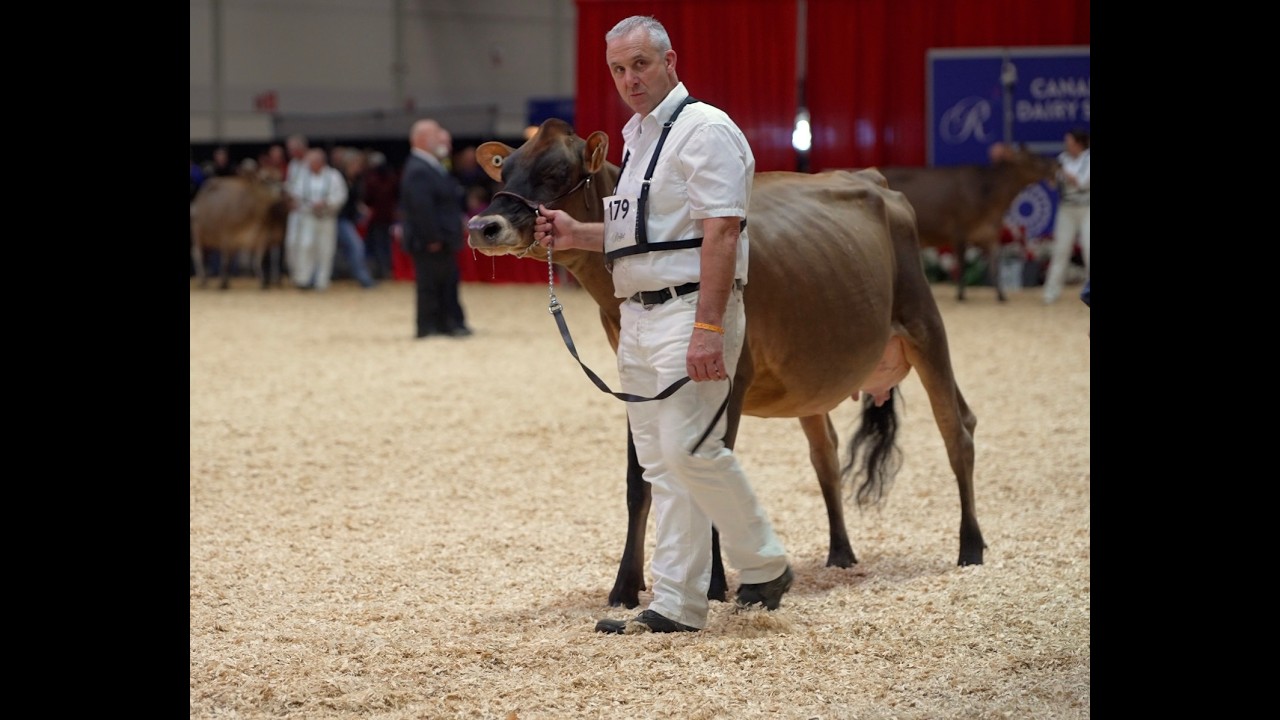 2025 National Jersey Show Toronto - Young Cow Championship. .EATONHOLME JOYRIDE REBA