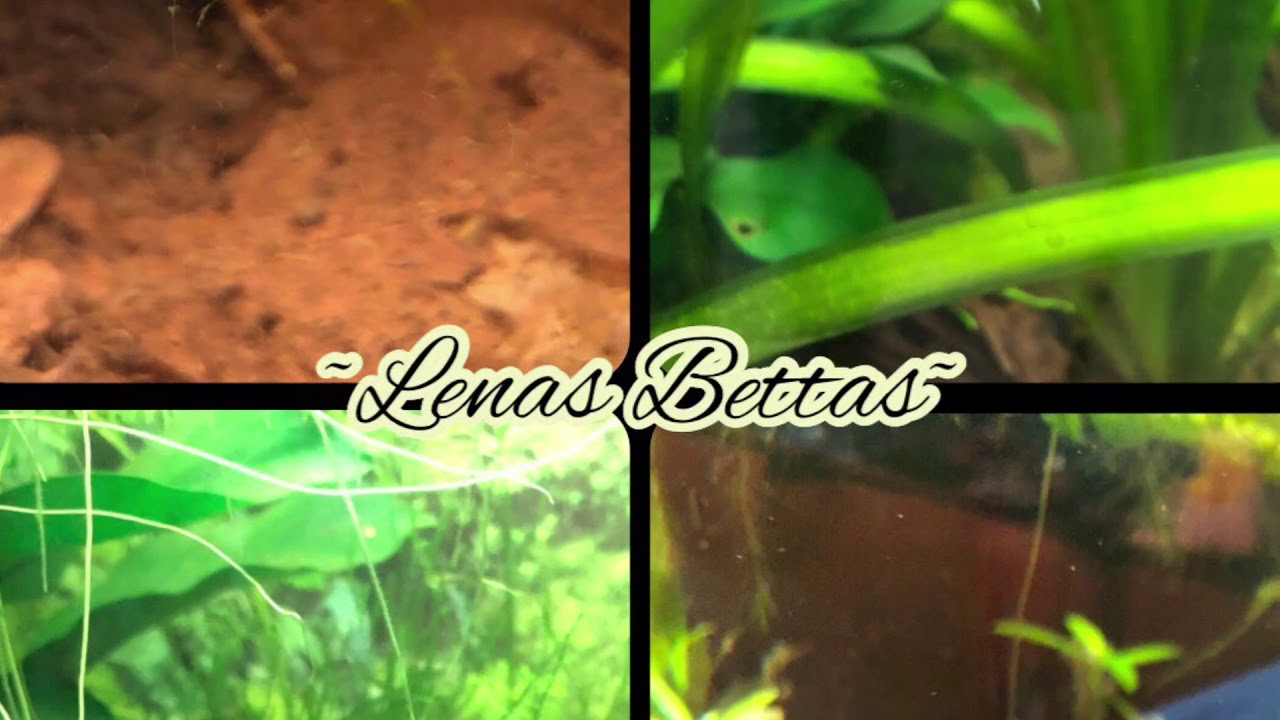 💙🐠Vorstellung Betta Smaragdina🐠💙