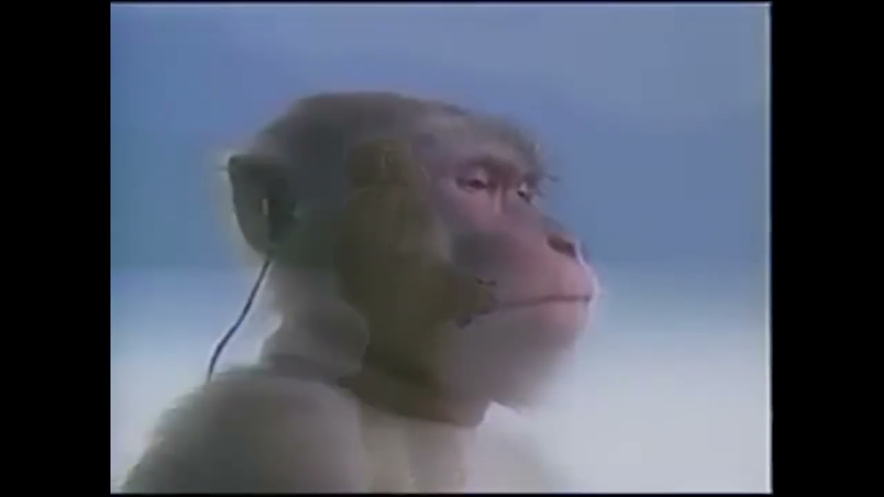 Kiss the ring Dune part 2 monke