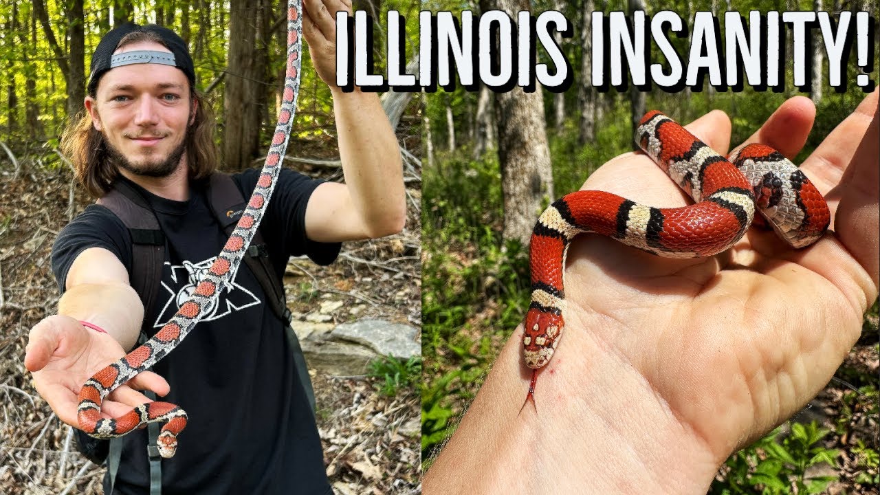 Fantastic Snake Hunting in the Land of Lincoln! 9 Milksnake Day in Illinois!