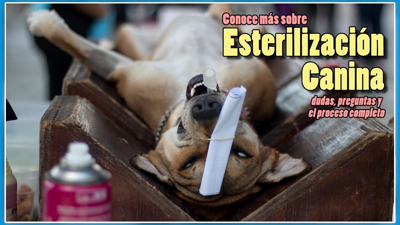 ESTERILIZACIÓN de mi PERRO - proceso de ESTERILIZACIÓN completo | beneficios de castrar a tu perro