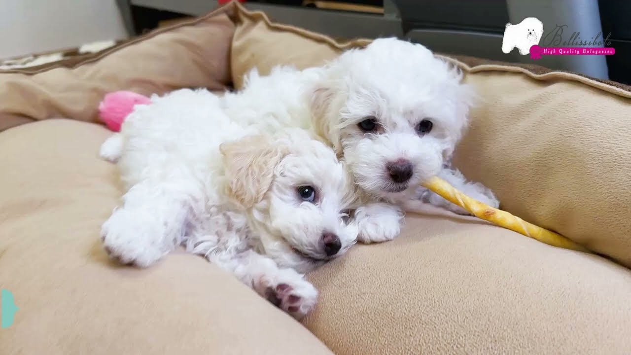 Bolognese Puppies 