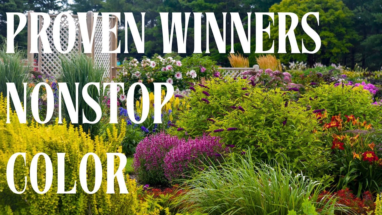 Garden Tour of Nonstop Proven Winner Perennial Colors