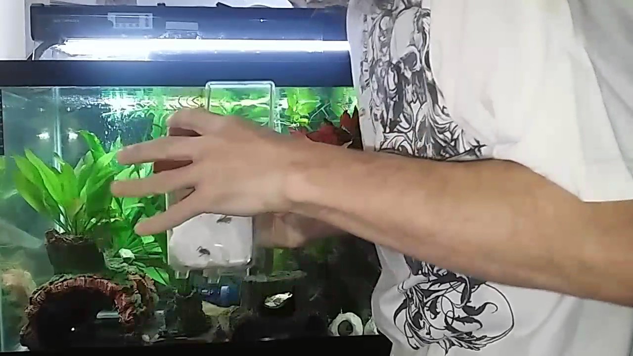 Marowana eating crickets
