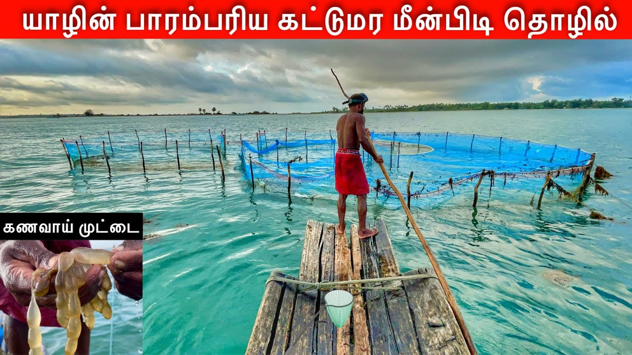 யாழின் கட்டுமர மீன்பிடி தொழில் Jaffna Fishing Jaffna suthan