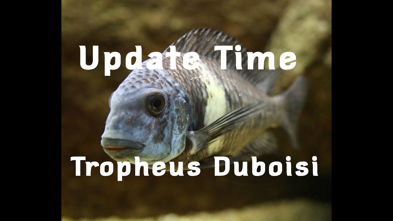 Tropheus Duboisi Colony Update