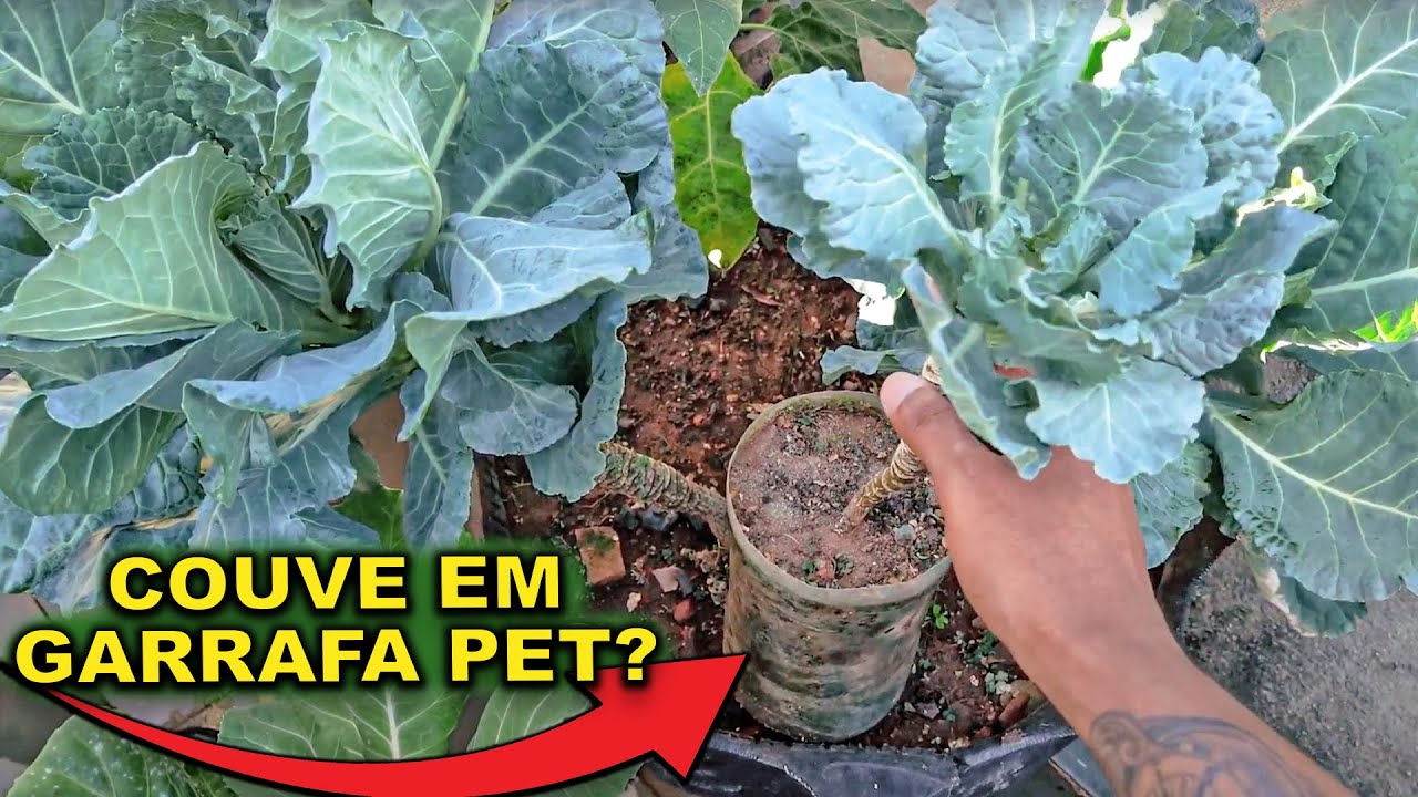Como Cuidar de Couve em Casa – Até em Garrafa PET! 10 Dicas + Repelente Natural