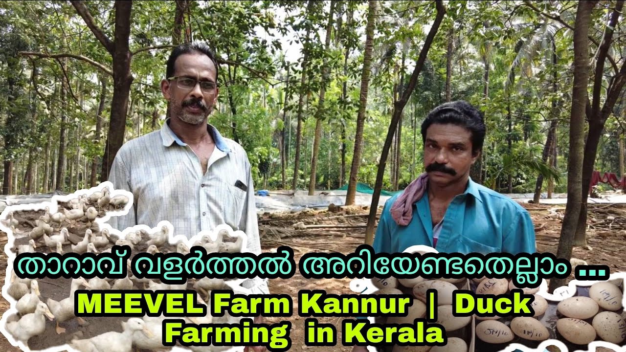 താറാവ് വളർത്തൽ അറിയേണ്ടതെല്ലാം ...  MEEVEL Farm | Duck Farming in Kerala