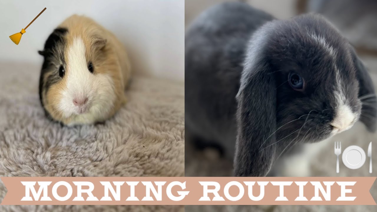 MORNING ROUTINE AVEC MES ANIMAUX