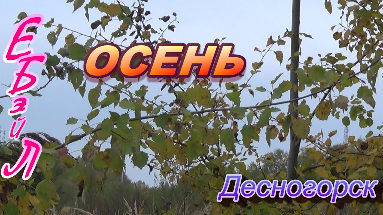 Десногорск фидер 2025г