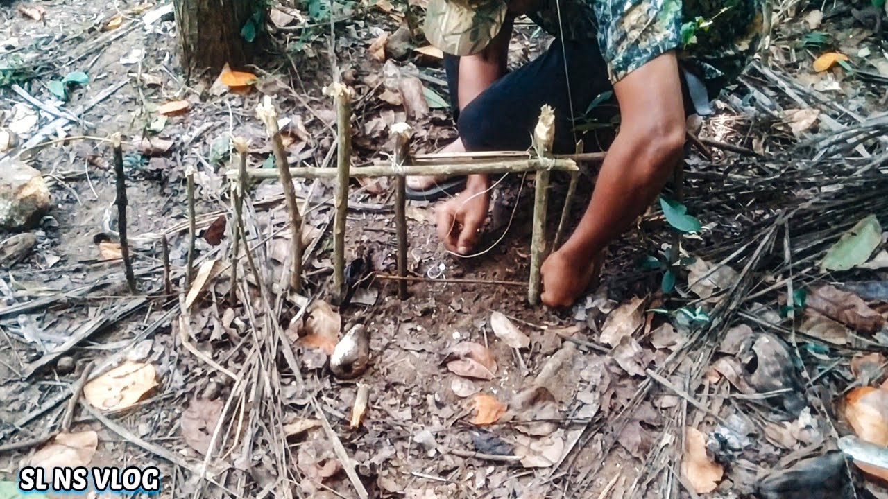 Amazing Wild Porcupine Trap tutorial_Forest Porcupine Trap method