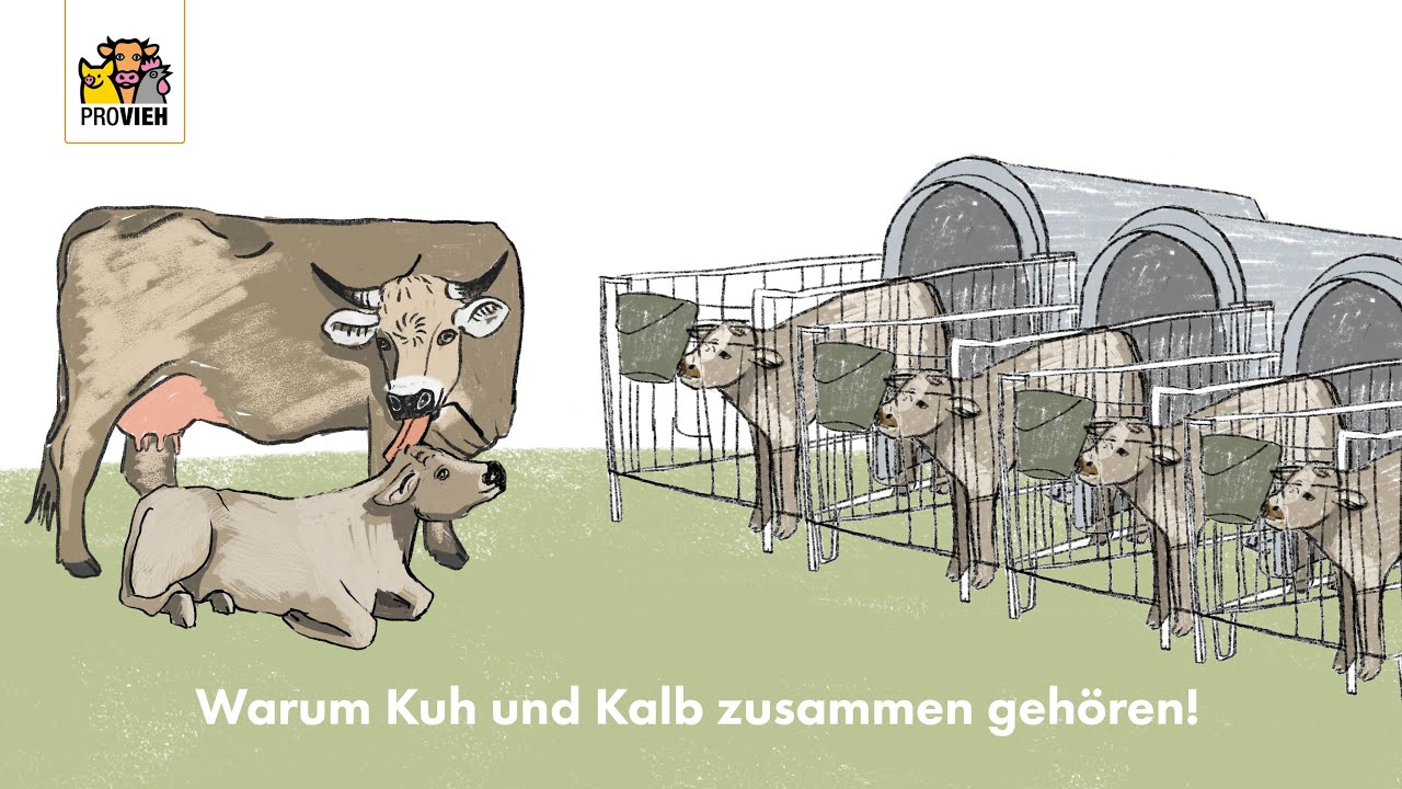 Warum Kuh und Kalb zusammen gehören