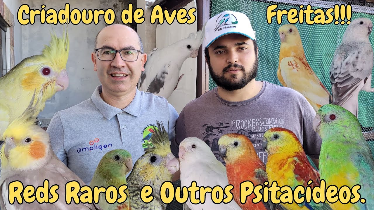 DANIEL DE FREITAS CRIANDO RED RUMPED FALLOW RAROS NO BRASIL!!!