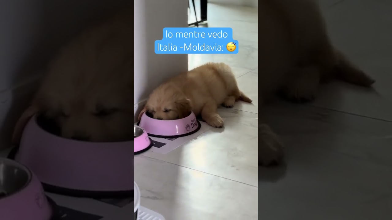 #italia - #moldavia 🥲 #nazionale #italiana #calcio #qualificazioni #mondiali #sonno #golden