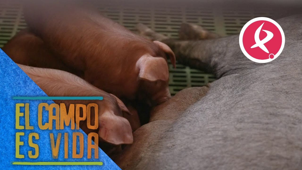 Ya han nacido los lechones en la ganadería de Miguel Ángel | El campo es vida