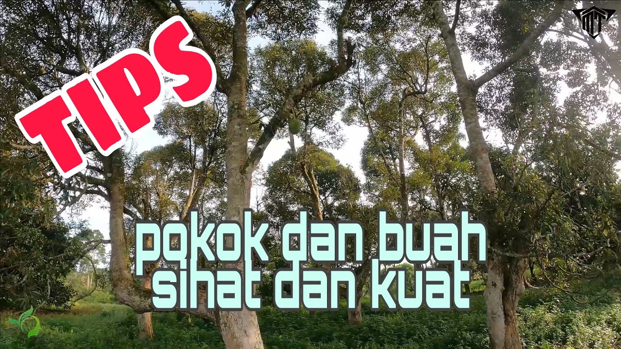 Tips : tempoh waktu yang sesuai untuk pembajaan buah tanaman durian