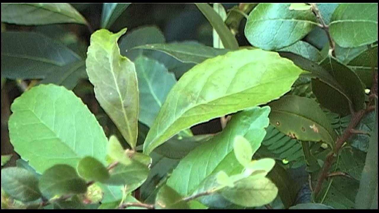 Yerba Mate en Quebrada de Los Cuervos