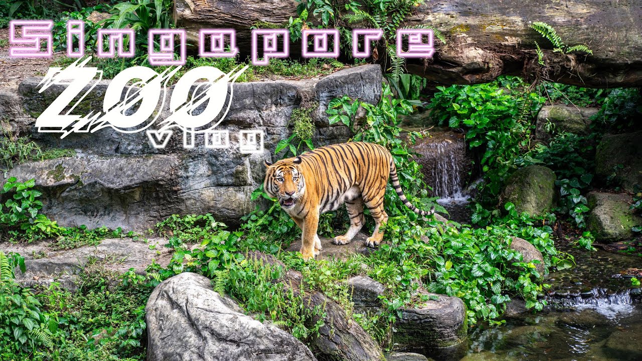 Singapore Zoo Adventure: Tiger Feeding, Splash Safari, and KidzWorld Fun!