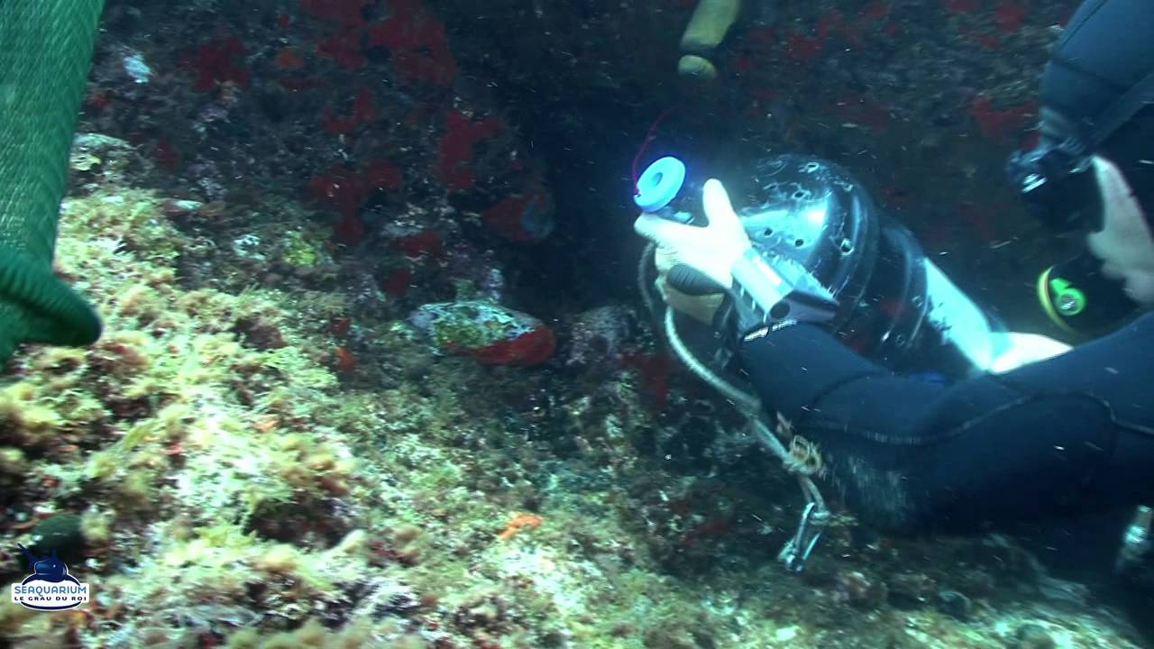 D'où proviennent les espèces  de méditerranée?