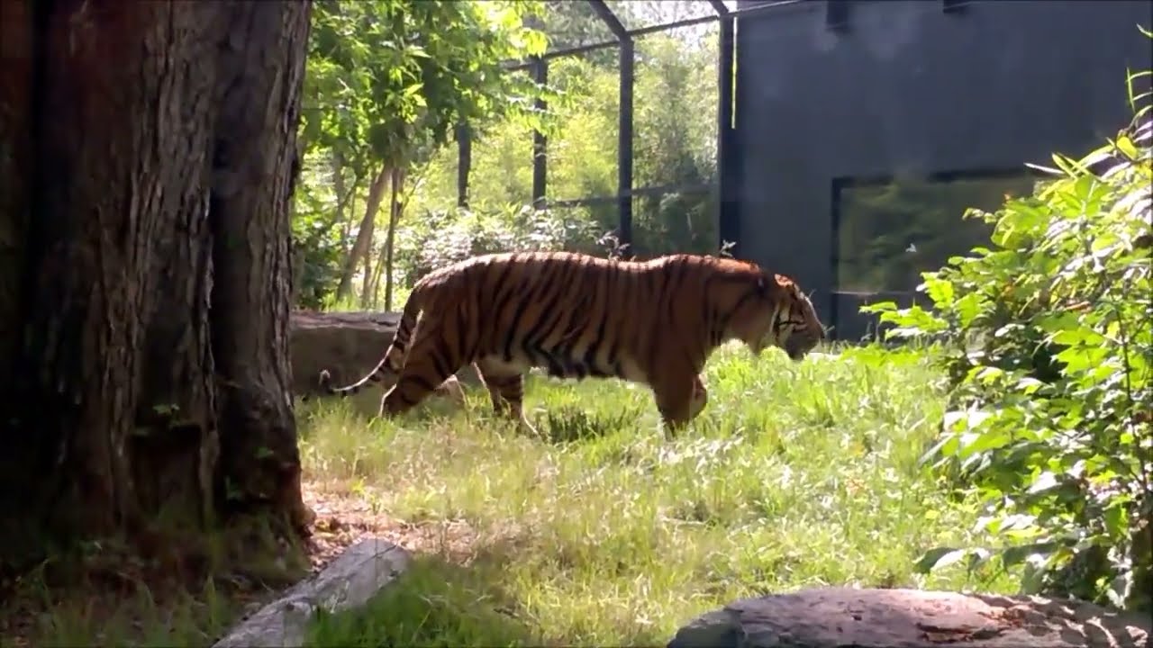 Tigre Zoo Amiens Mai 2022