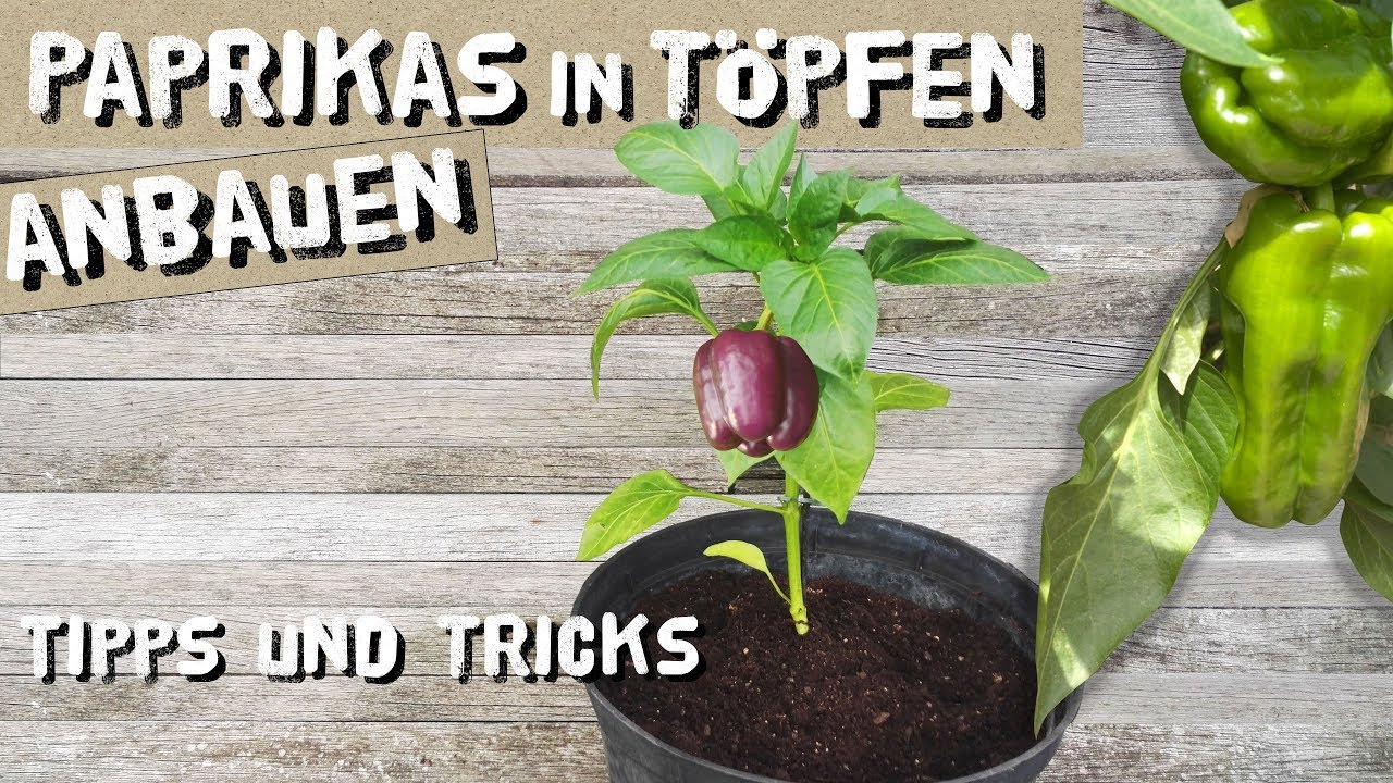 Paprikas in Töpfen/Kübeln erfolgreich anbauen - Tipps und Tricks