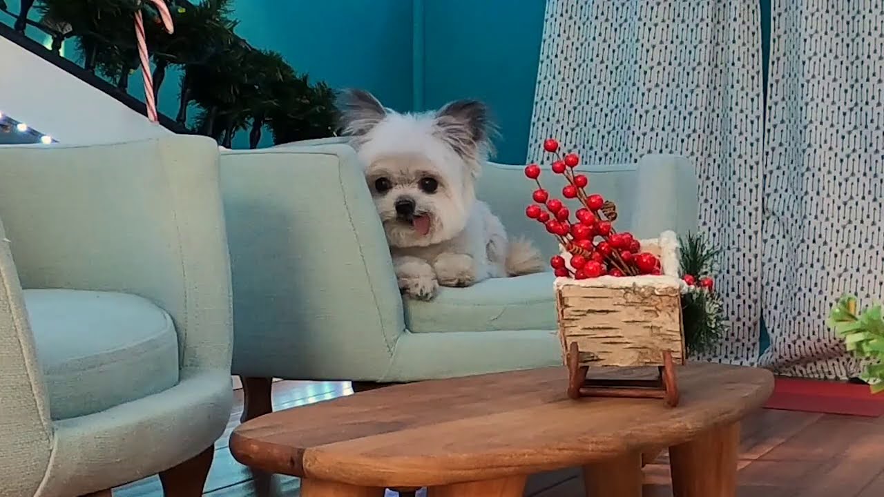 NORBERT HOLIDAY DOG HOUSE TOUR