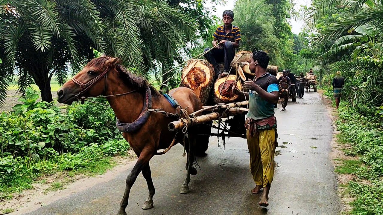 Horse carriage cart  with full load || Horse cart village road || village agriculture