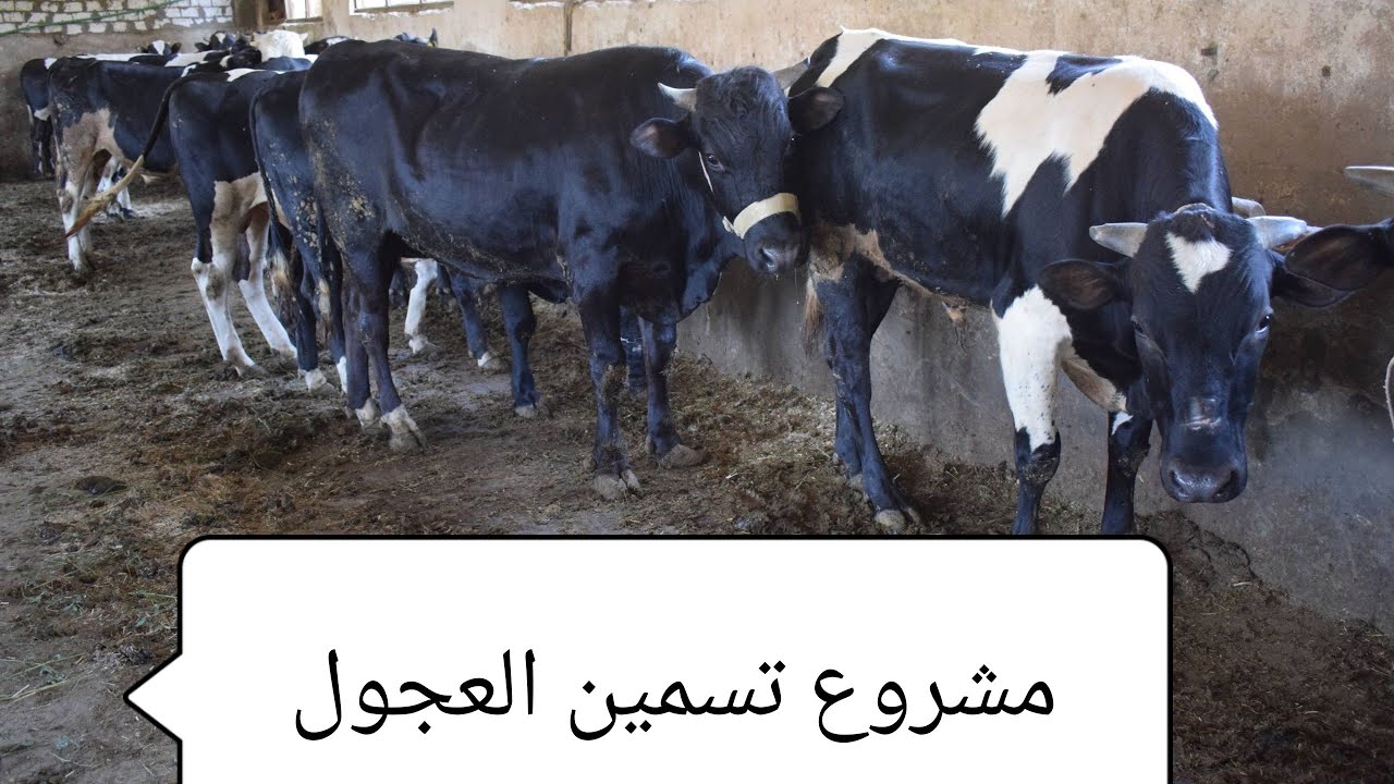 تسمين العجول (تركيبات اعلاف  ١٨% بروتين أوزان من 100ل 200ك )