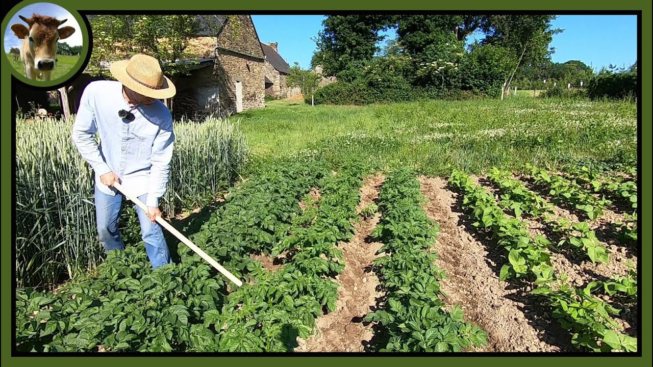 Buttage des pommes de terre à la houe. Je mouille la chemise.