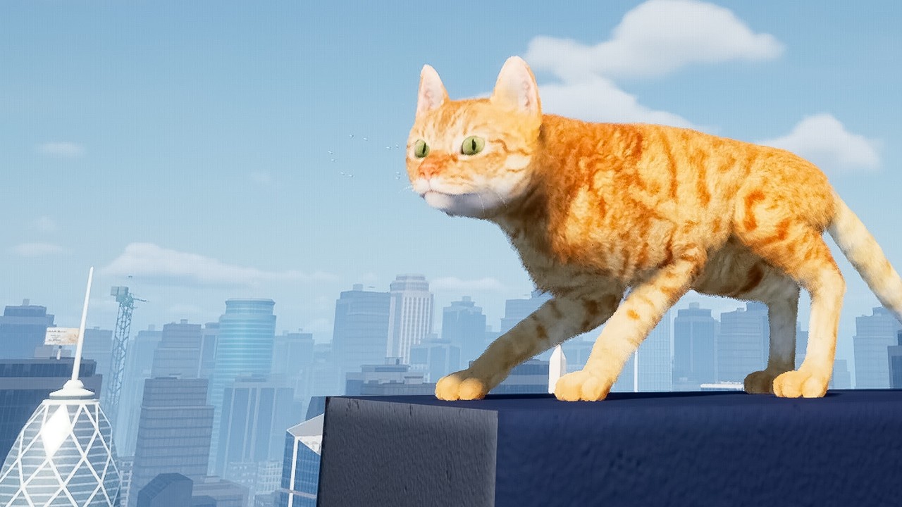 Little kitty trapped on top of a building
