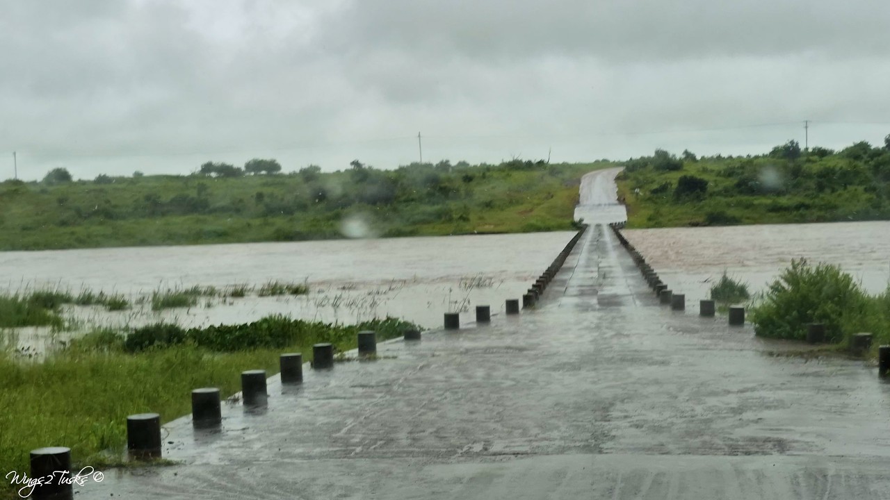 Highlights Day 2 of 15, Kruger Floods &ndash; 14 Jan 2026: Gates Closing Due to Rising Waters 🌊🚧