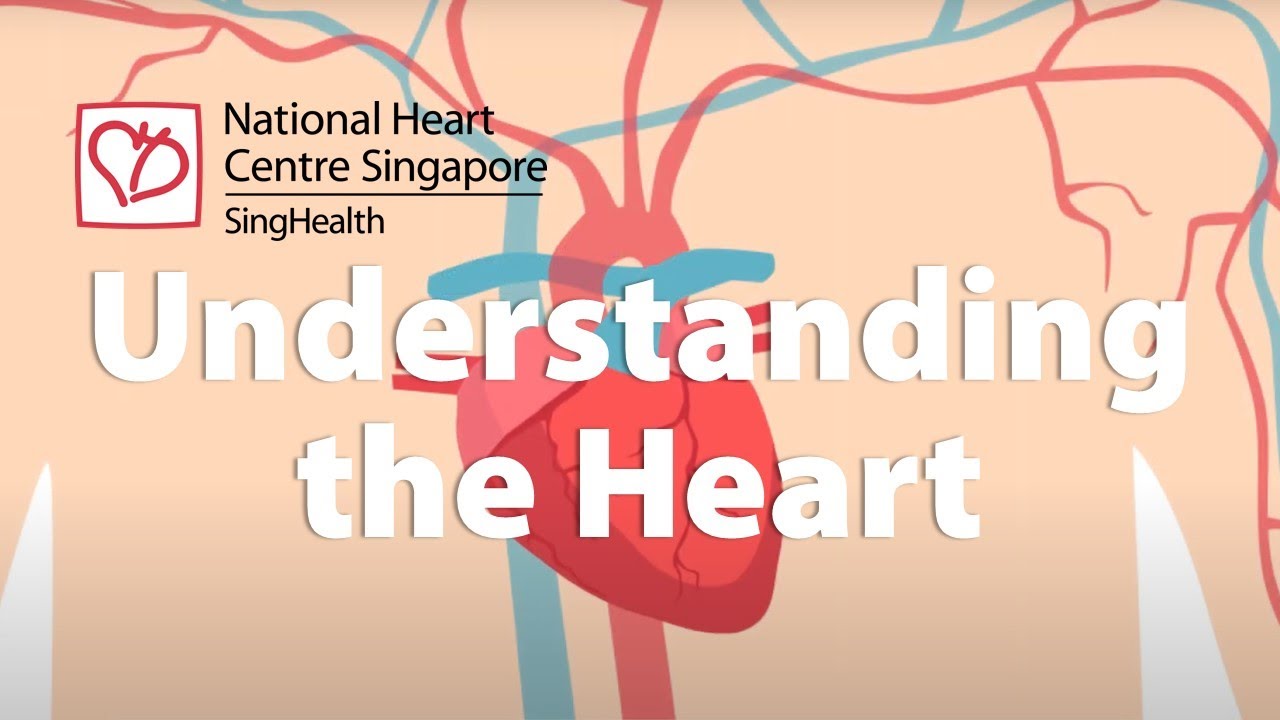 Understanding the Heart (Tips for a Healthy Heart)