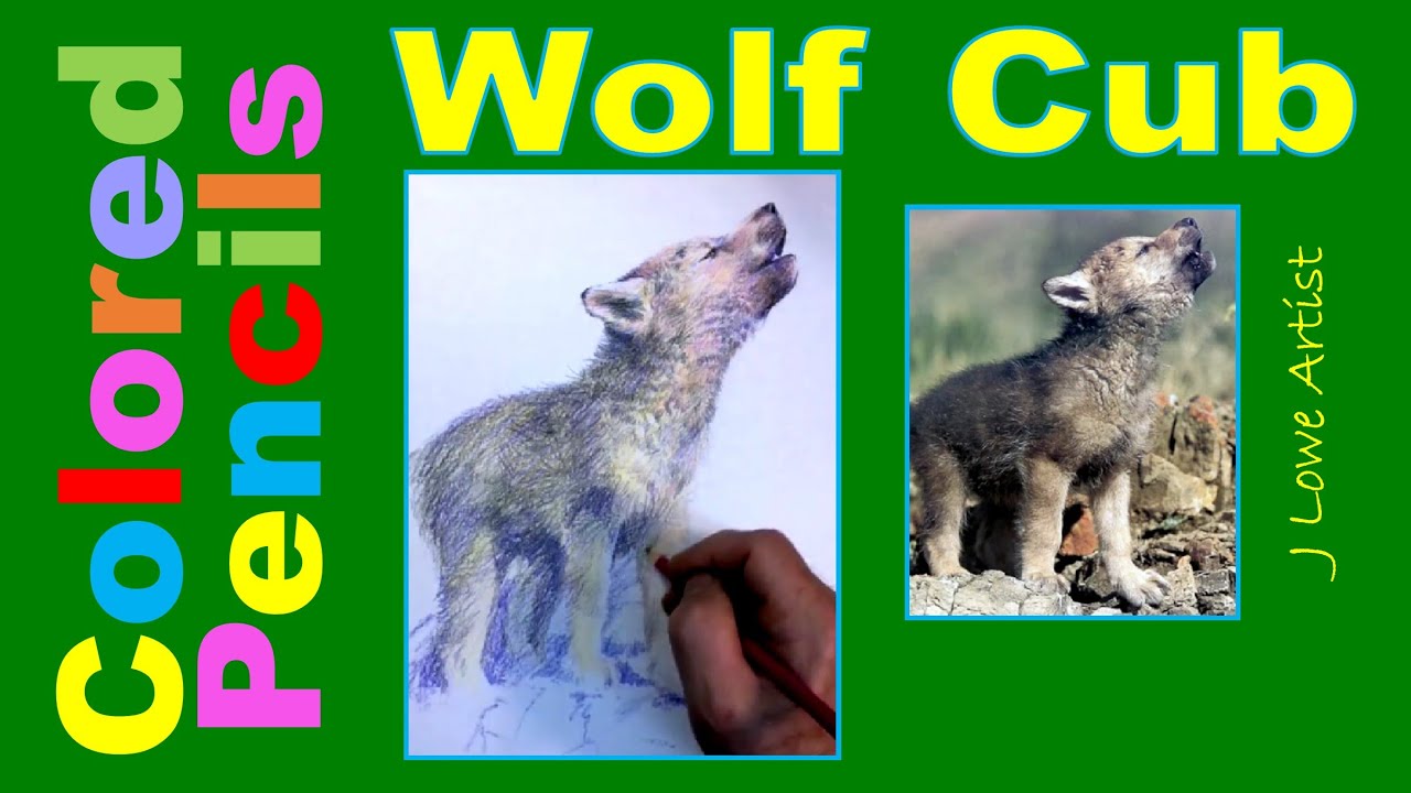 Wolf Cub Colored Pencil Drawing
