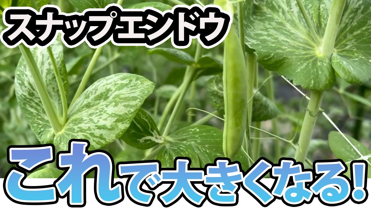 【スナップエンドウ】これをやることで「大きく」なりました。