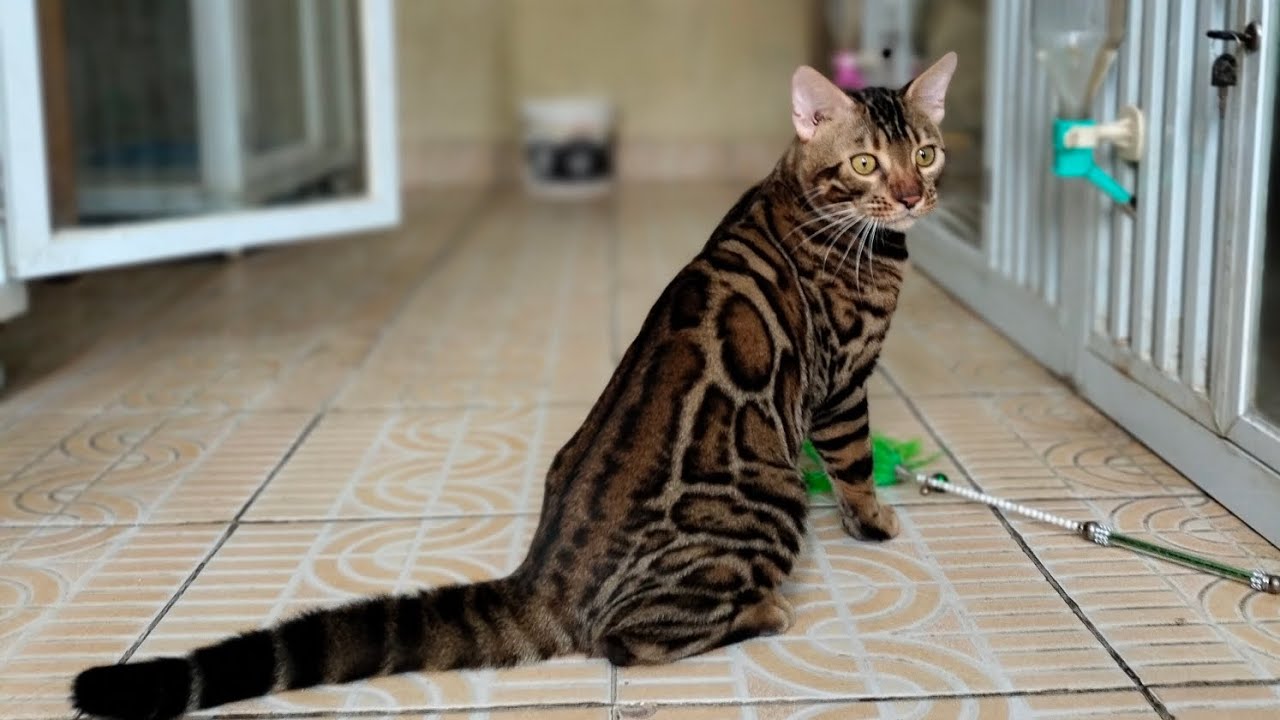 Program breeding Bengal Vs Geneta❤️🔥