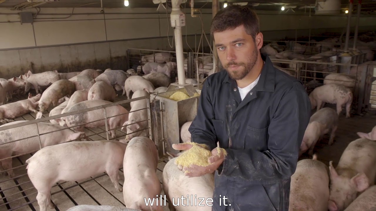 Swine Training - Finishing Barn (with subtitles)
