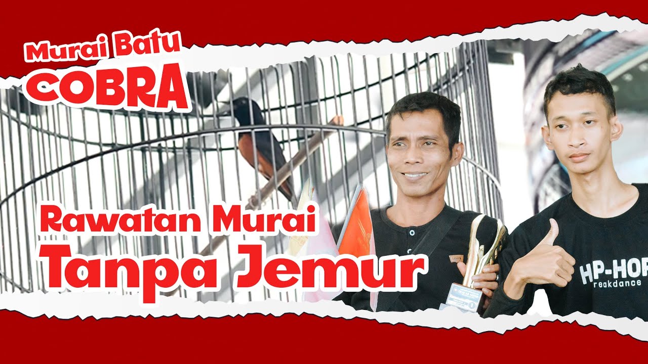 [MB COBRA] Rawatan Murai Batu Tanpa JEMUR bisa koncer di KOPDAR DEACAR ARENA MURAI COBRA HoBi ID