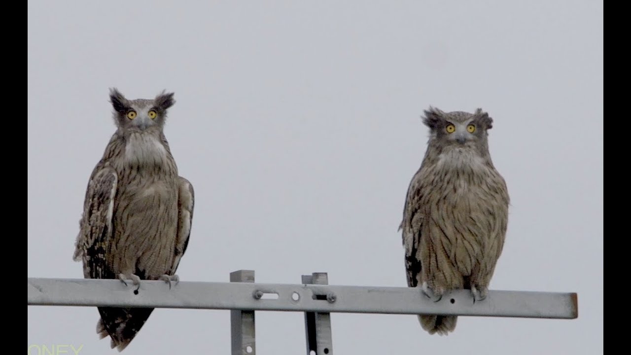Blakiston's fish owl （シマフクロウ）by SONY NEX FS700