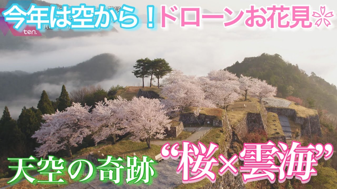 ドローンお花見　兵庫-朝来市「竹田城跡」天空の奇跡“桜×雲海”