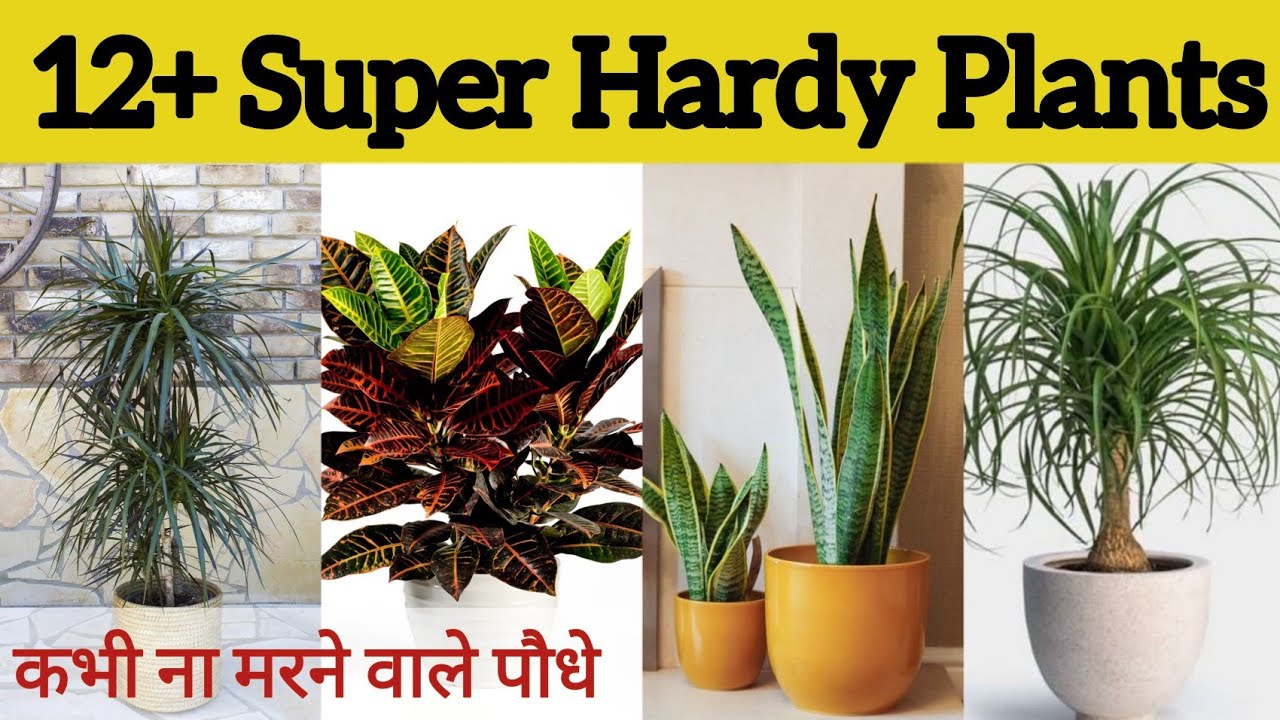 12+ Super Hardy Plants that will never die.